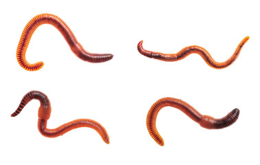 Macro shots of red worm Dendrobena, earthworm live bait for fishing isolated on white background.