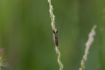 ヒゲナガカメムシ