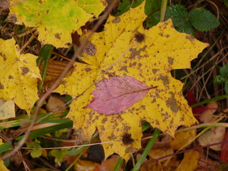 autumn leaves on the ground