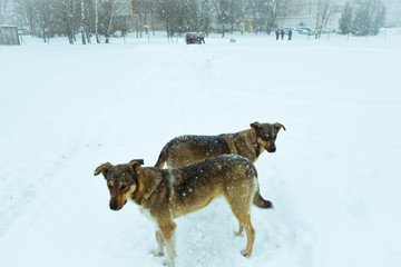 dog in the snow