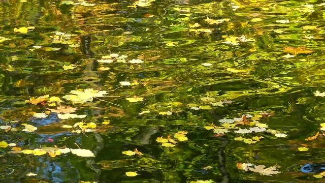 Autumn, yellow leaves sway on the water, reflections in the water. Sofievsky Park, Uman, Ukraine