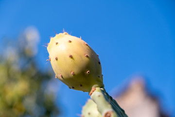 The prickly pear is the fruit of a cactus plant known as Opuntia ficus-indica, originated in Mexico and the most widespread of the domesticated cactuses. Turkish known as 