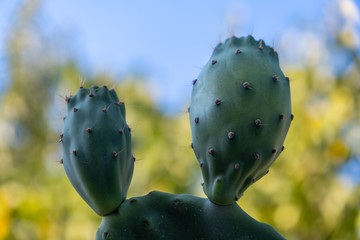 The prickly pear is the fruit of a cactus plant known as Opuntia ficus-indica, originated in Mexico and the most widespread of the domesticated cactuses. Turkish known as "dikenli incir"