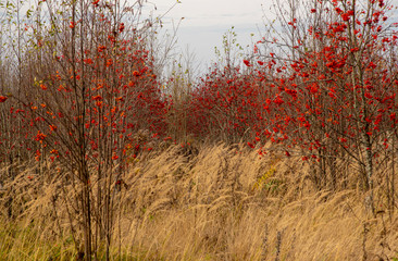  In the middle of the Golden feather grow red Rowan on the background of the cloudy foggy sky.