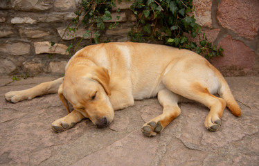 Naklejka na ściany i meble Labrador Retriever sleeps by a stone wall under ivy.