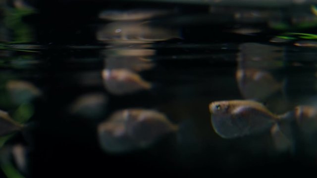 small white fish is swimming in the aquarium.