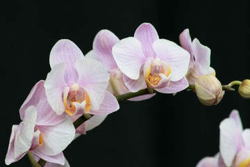 Naklejka na ściany i meble Close up of Orchid