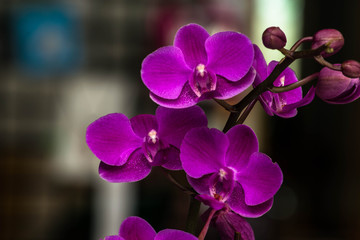 Close up of Orchid