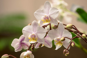 Naklejka na ściany i meble Close up of Orchid