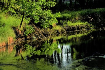 Creek in Kansas with tree's,weed's, and a reflection in the water.