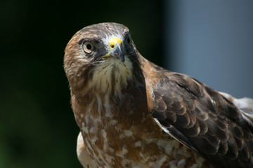 Close up of a Hawk
