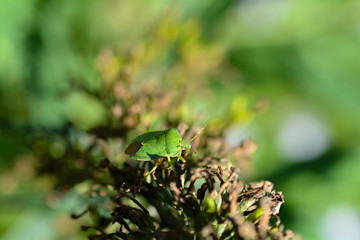 Green stink bug   (  Palomena prasina  )  on green plant  in nature