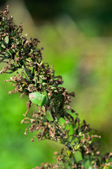 Obraz premium One green stink bug ( Palomena prasina ) on green plant