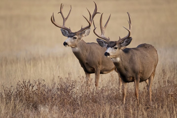 Naklejka na ściany i meble Mule Deer Bucks Sunset Prairie Rocky Mountain Arsenal Wildlife Preserve