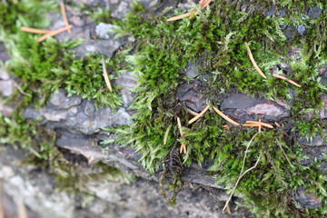 Texture mousse verte en macrophotographie