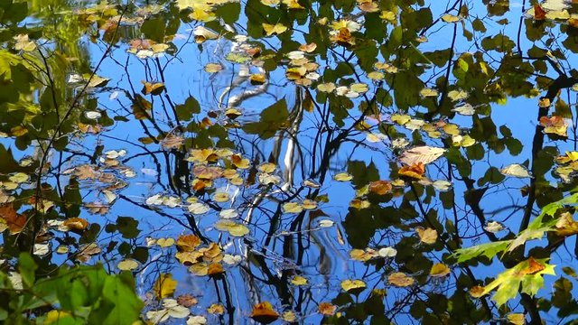 Autumn, yellow leaves sway on the water, reflections in the water. Sofievsky Park, Uman, Ukraine