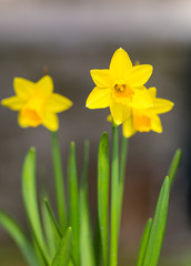 Jonquilles jaunes
