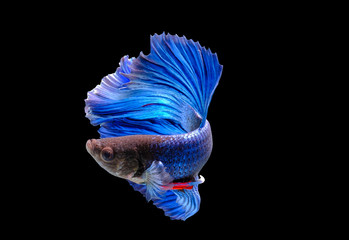  fighting fish isolated of Capture the moving moment on black background ( Betta fish ) - include...