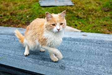 Small Cat Walking on a Sheet of Calamine