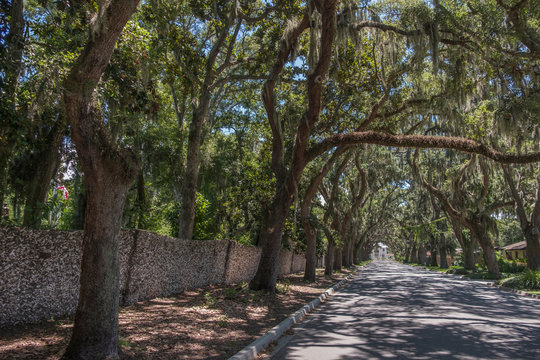 Treelined road in St. Augustine, USA