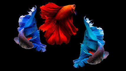Capture the moving moment of fighting fish isolated on black background ( Betta fish )