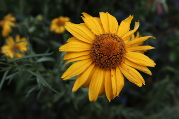 bee on sunflower