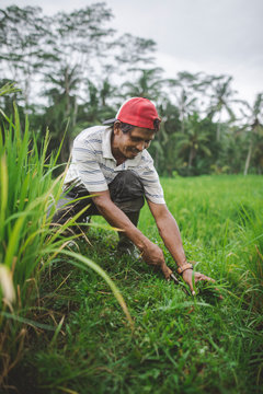 Farm worker using scythe in Bali, Indonesia