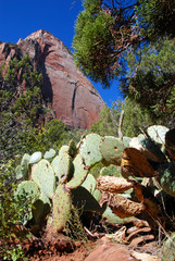 prickly pear (bunny ear) cactus in Zion National Park