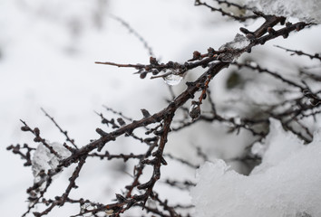 Fototapeta na wymiar branches covered with snow and ice