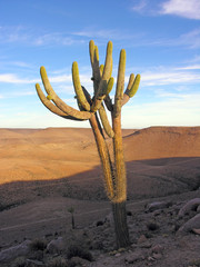 giant saguaro cactus (Carnegiea gigantea) in desert environment