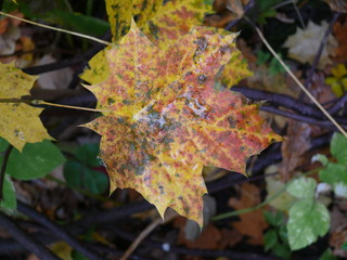 кленовый лист с каплями воды на теле