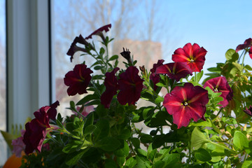 Bright petunia flowers grow in small garden on the balcony in march.