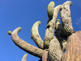 giant saguaro cactus (Carnegiea gigantea) in desert environment