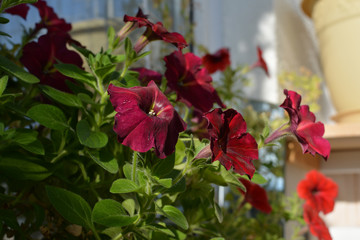 Fototapeta na wymiar Beautiful petunia flowers in balcony greening.