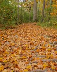 Leaves covering path through the woods on morning hike. Roots peaking out from amongst orange, yellow, and red maple leaves. Peaceful hike through the woods covered in signs of fall