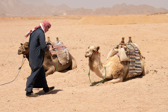 Beduin And Camels