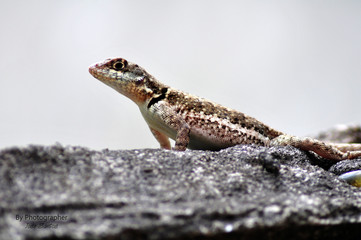 Lagartixa branca.