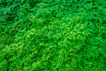 Vegetation wall of green leaves to use as a natural background.