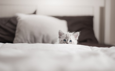 Fototapeta na wymiar Cute fluffy white kitten with blue eyes