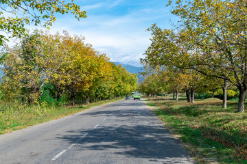 Fototapeta na wymiar Road to mount Caucasus along with the leaf shredded trees at the side of the road. Kakheti, Georgia.