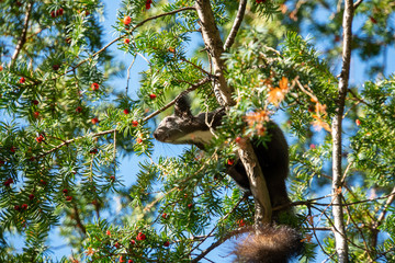 Eichhörnchen auf Baum beim Essen