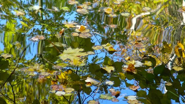Autumn, yellow leaves sway on the water, reflections in the water. Sofievsky Park, Uman, Ukraine