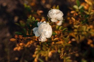 White rose flower on a bush against a background of blurry green leaves in the garden. Nature: Valentine's Day Symbol