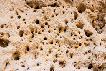Ant nests in a sand termite mound.