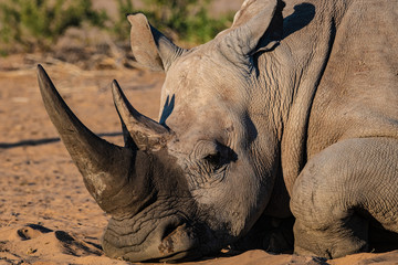 Fototapeta premium Rhinocéros gris en Namibie, Afrique