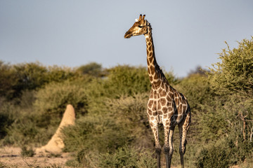Girafe au parc national d'etosha en Namibie, Afrique