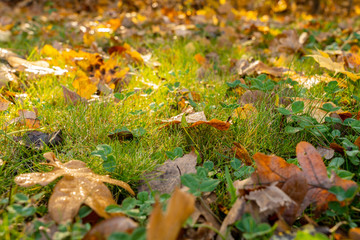 fallen orange leaves lie on the bright and moist grass