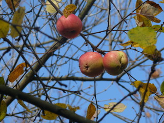 ripe apples on a tree