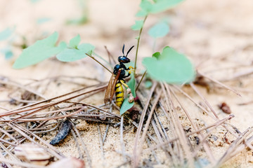 Macro of a wasp walking on a sand.
