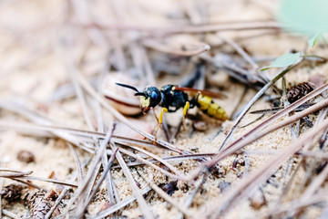 Macro of a wasp walking on a sand.